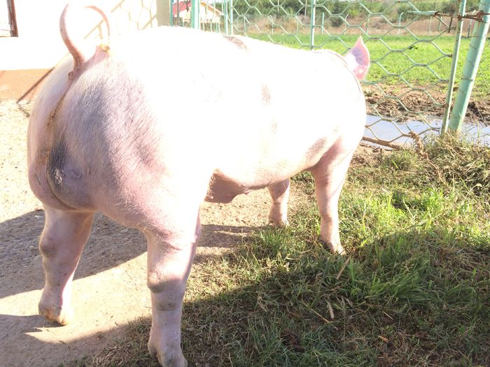 IMG_1584 - Porci - Pietrean - Duroc - Marele alb - Mangalita