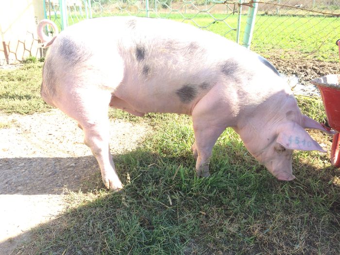IMG_1590 - Porci - Pietrean - Duroc - Marele alb - Mangalita