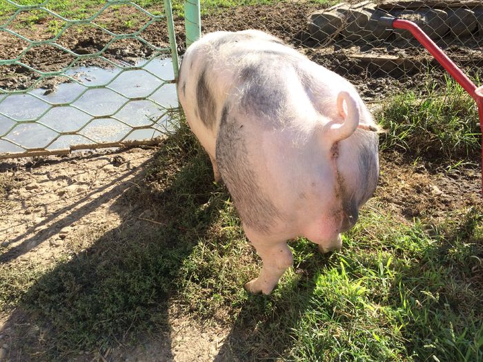 IMG_1594 - Porci - Pietrean - Duroc - Marele alb - Mangalita