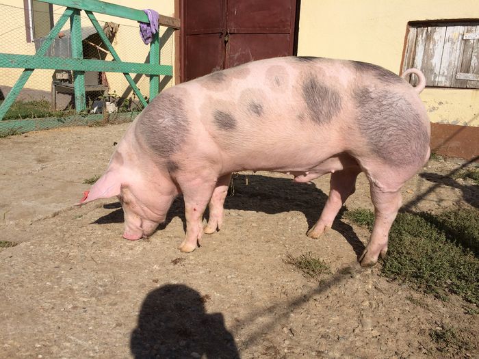 IMG_1595 - Porci - Pietrean - Duroc - Marele alb - Mangalita