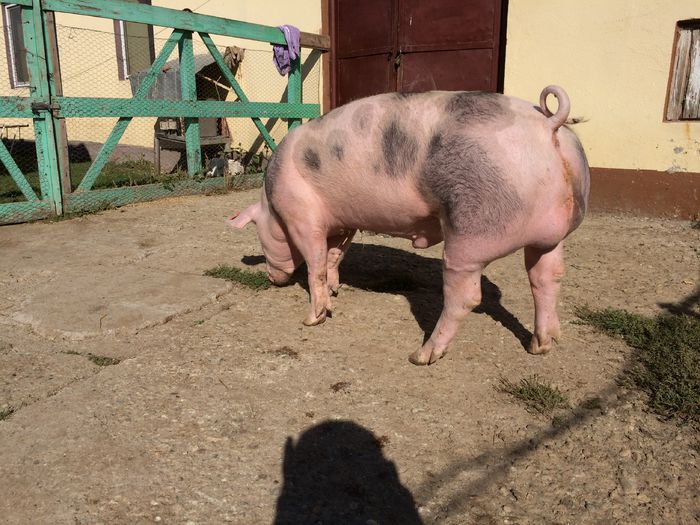 IMG_1596 - Porci - Pietrean - Duroc - Marele alb - Mangalita
