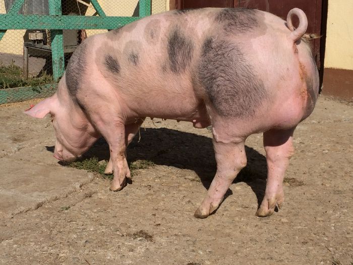 IMG_1597 - Porci - Pietrean - Duroc - Marele alb - Mangalita