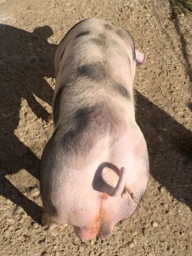 IMG_1601 - Porci - Pietrean - Duroc - Marele alb - Mangalita