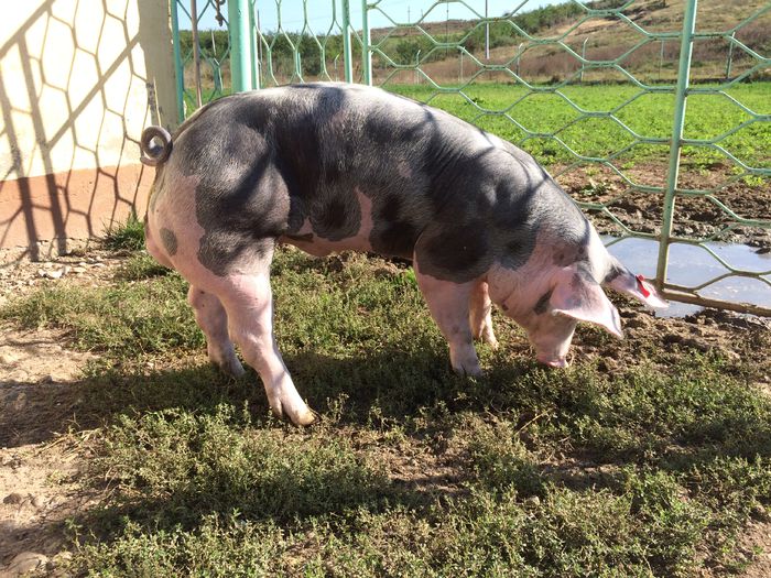 IMG_1604 - Porci - Pietrean - Duroc - Marele alb - Mangalita