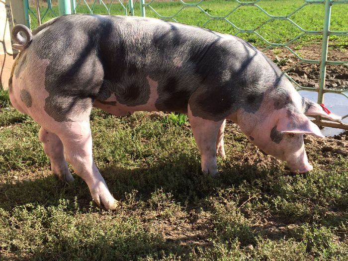 IMG_1606 - Porci - Pietrean - Duroc - Marele alb - Mangalita