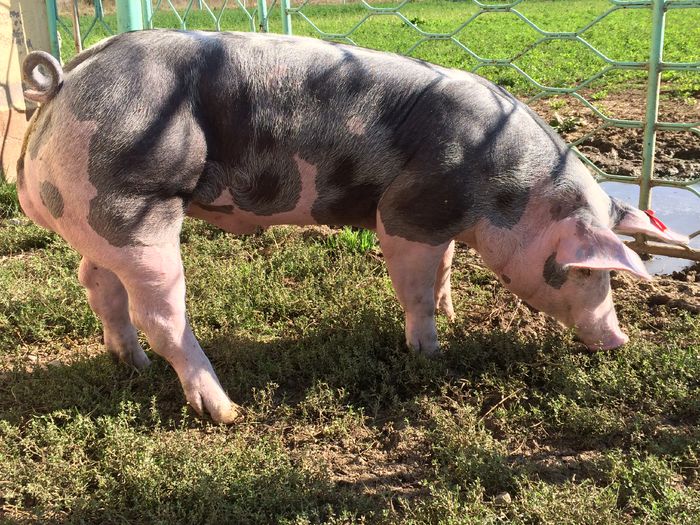 IMG_1607 - Porci - Pietrean - Duroc - Marele alb - Mangalita