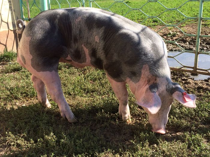 IMG_1608 - Porci - Pietrean - Duroc - Marele alb - Mangalita