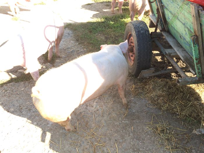 IMG_1617 - Porci - Pietrean - Duroc - Marele alb - Mangalita