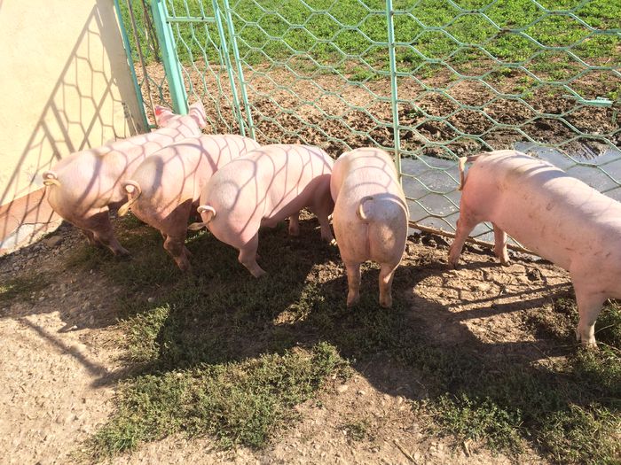 IMG_1625 - Porci - Pietrean - Duroc - Marele alb - Mangalita