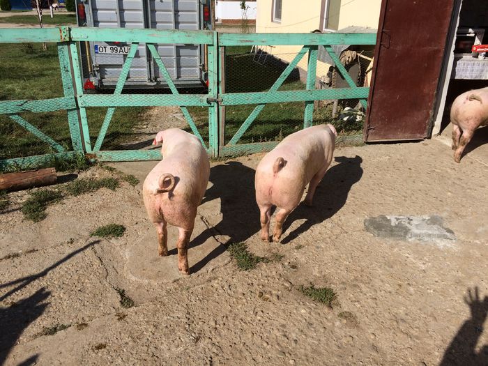 IMG_1630 - Porci - Pietrean - Duroc - Marele alb - Mangalita