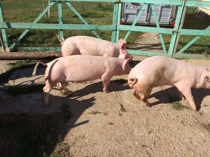 IMG_1631 - Porci - Pietrean - Duroc - Marele alb - Mangalita