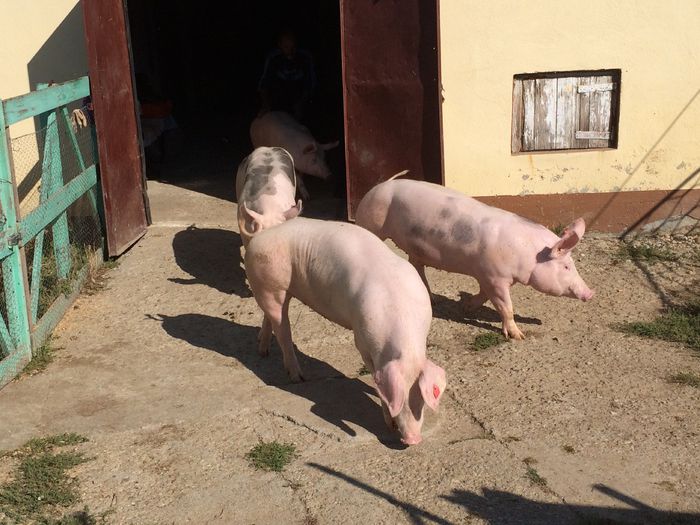 IMG_1634 - Porci - Pietrean - Duroc - Marele alb - Mangalita