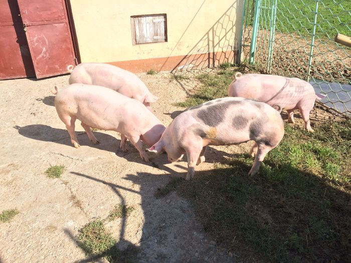 IMG_1636 - Porci - Pietrean - Duroc - Marele alb - Mangalita