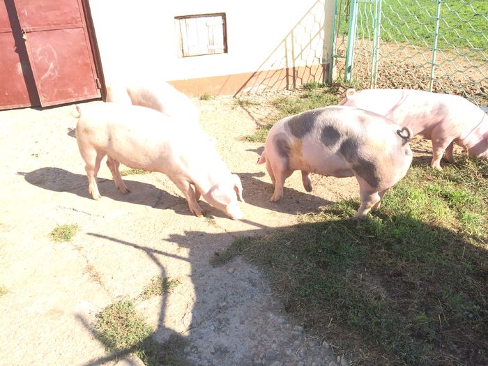 IMG_1637 - Porci - Pietrean - Duroc - Marele alb - Mangalita