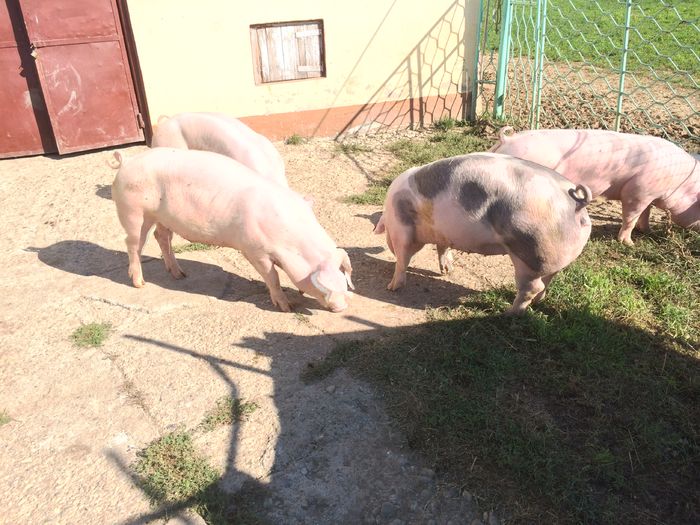 IMG_1638 - Porci - Pietrean - Duroc - Marele alb - Mangalita