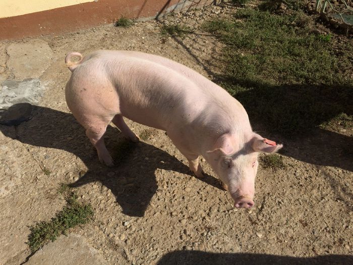 IMG_1640 - Porci - Pietrean - Duroc - Marele alb - Mangalita