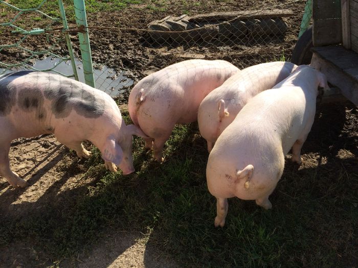 IMG_1643 - Porci - Pietrean - Duroc - Marele alb - Mangalita