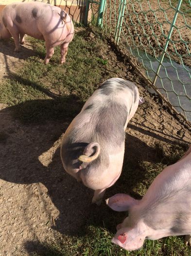 IMG_1646 - Porci - Pietrean - Duroc - Marele alb - Mangalita