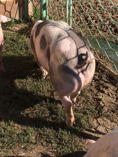 IMG_1647 - Porci - Pietrean - Duroc - Marele alb - Mangalita