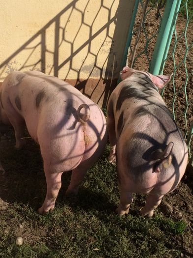 IMG_1650 - Porci - Pietrean - Duroc - Marele alb - Mangalita