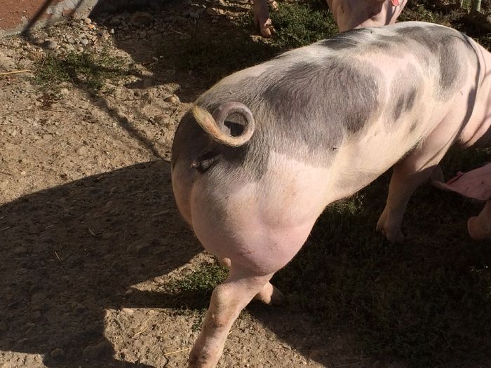 IMG_1652 - Porci - Pietrean - Duroc - Marele alb - Mangalita