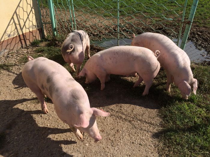 IMG_1654 - Porci - Pietrean - Duroc - Marele alb - Mangalita