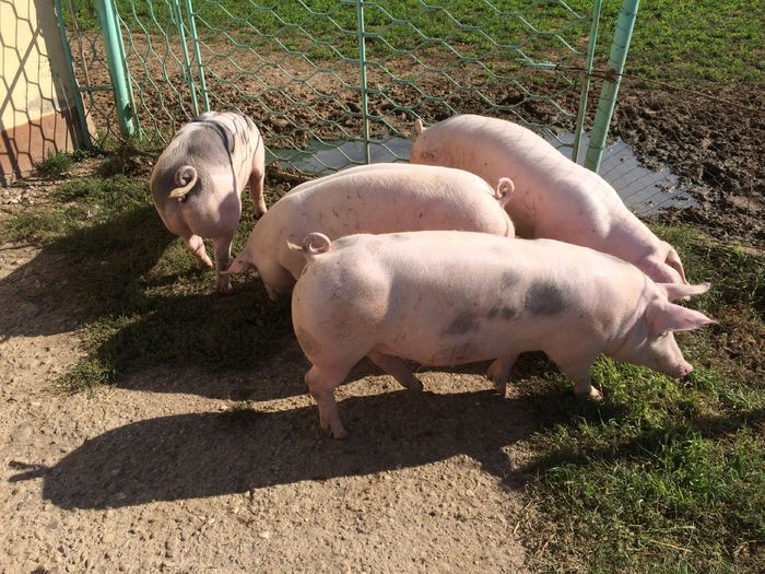 IMG_1655 - Porci - Pietrean - Duroc - Marele alb - Mangalita