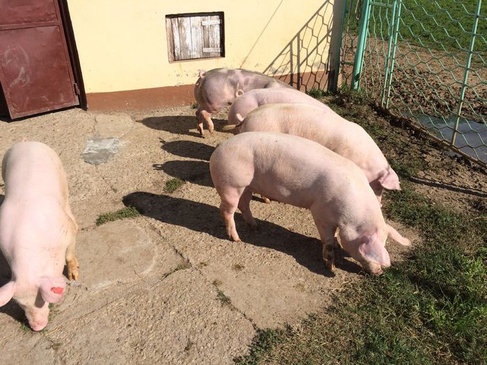 IMG_1657 - Porci - Pietrean - Duroc - Marele alb - Mangalita