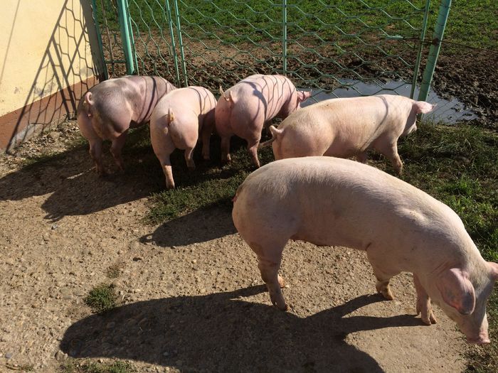 IMG_1658 - Porci - Pietrean - Duroc - Marele alb - Mangalita