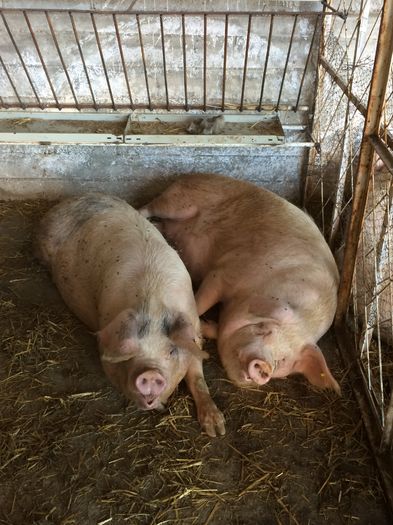 IMG_1664 - Porci - Pietrean - Duroc - Marele alb - Mangalita