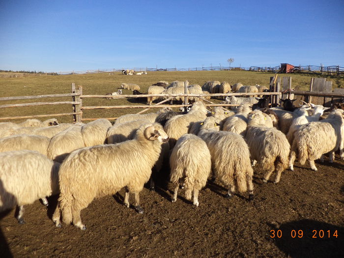 Berbeci si oi deosebite-7