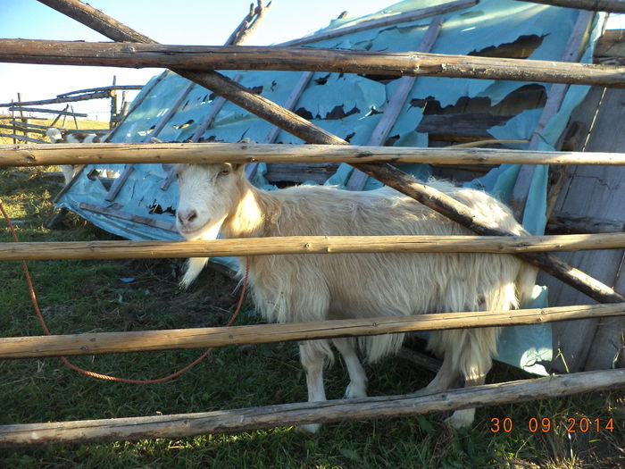 Capra noastra batrana