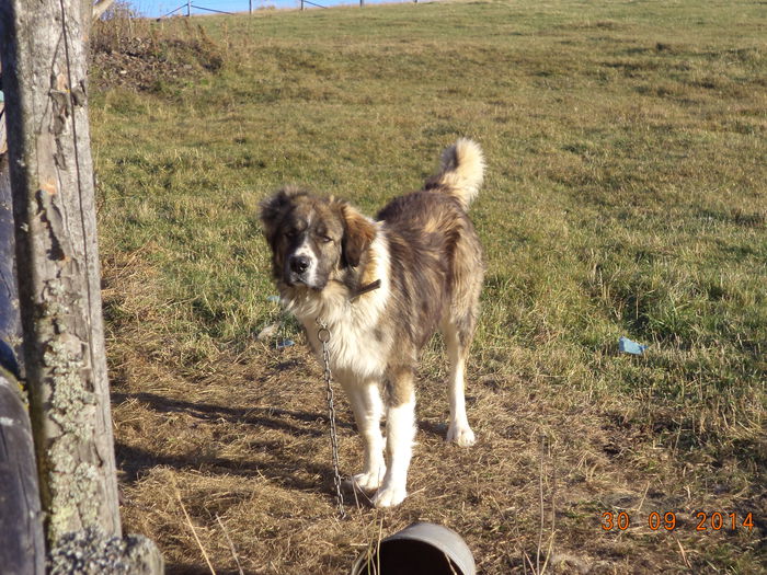 Carpatinul legat langa strunga