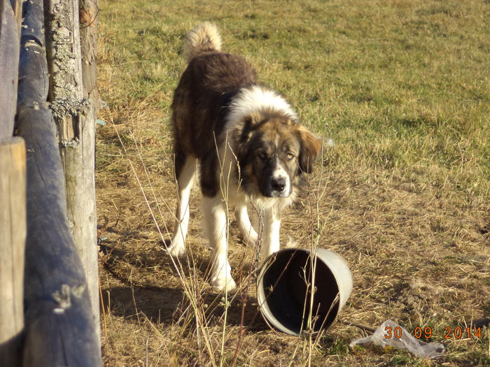 Ciobanescul de langa strunga-43