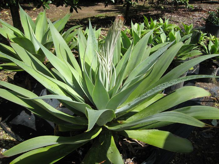 Agave-attenuataSwans-Neck-Agave1-1024x768