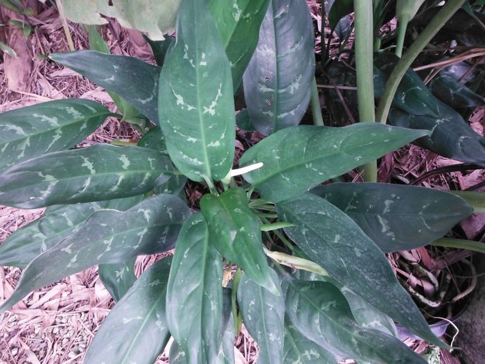 Aglaonema-commutatumChinese-Evergreen1-1024x768 - minuni ale naturii create de dumnezeu 8