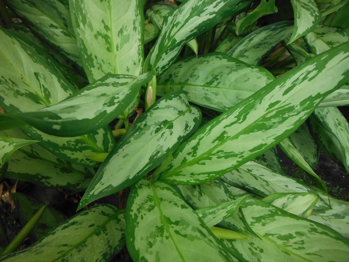 Aglaonema-commutatum-Silver-QueenChinese-Evergreen1-1024x768