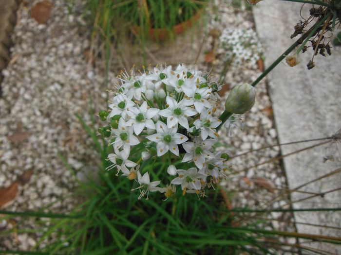 Allium-tuberosumGarlic-Chives1-1024x768