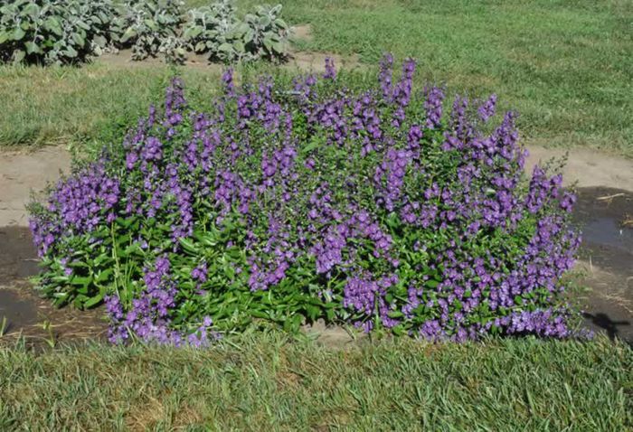 Angelonia_Angelface_BlueImp