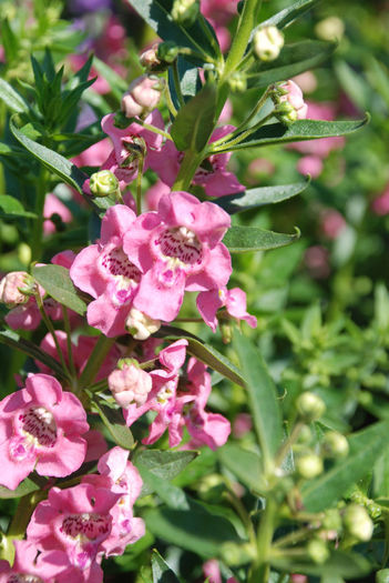 Angelonia_Angelface_Pink
