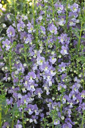 Angelonia_Angelface_WedgwoodBlue