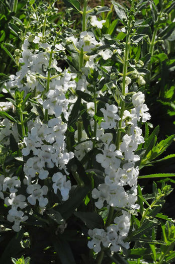 Angelonia_Angelface_Whiteclose