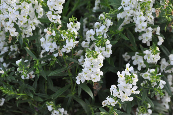 Angelonia_Serena_White