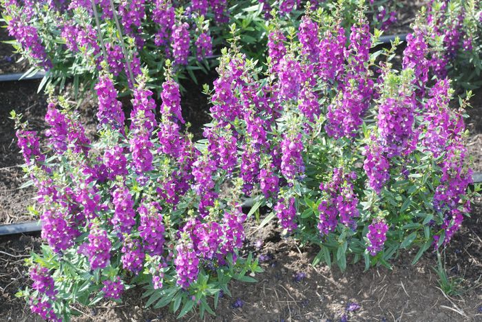 Angelonia_Serenita_Purple