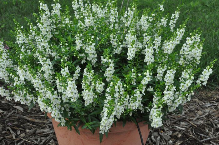 Angelonia_Serenita_White