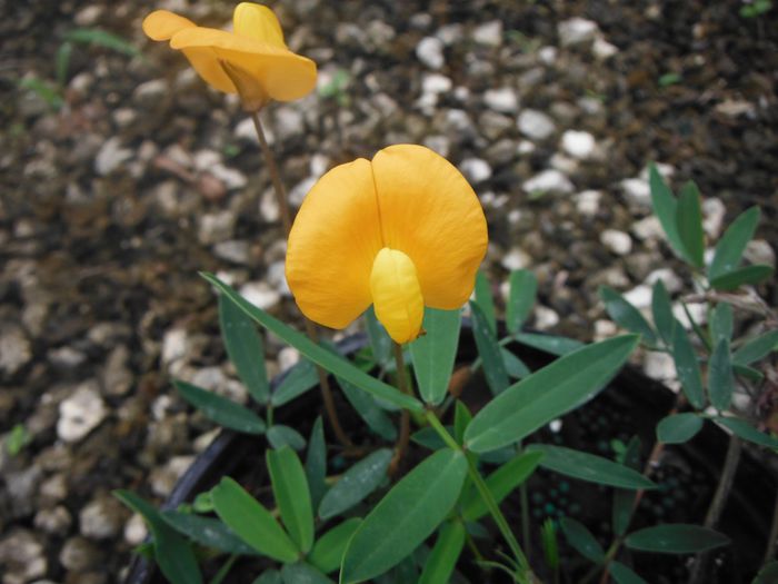 Arachis-glabrataPerennial-Peanut5-1024x768