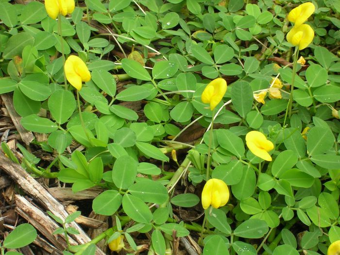Arachis-pintoi-Perennial-Peanut4-1024x768