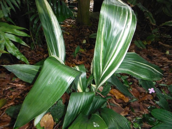 Aspidistra-elatiorCast-Iron-Plant1-1024x768