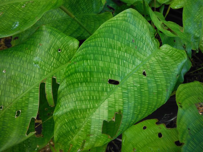 Calathea-musaicaMosaic-Prayer-Plant2-1024x768