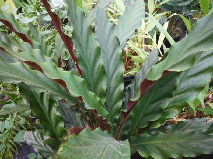 Calathea-rufibarbaFurry-Feather-Prayer-Plant4-1024x768